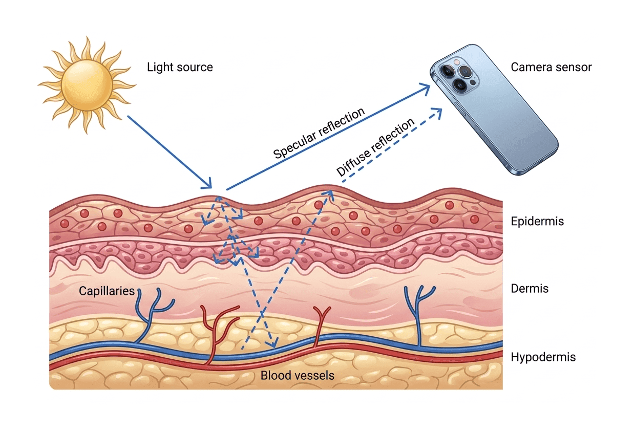 Light from a source enters the skin, scatters through the epidermis, dermis and capillary bed, and the diffuse and specular reflections return to a phone camera sensor.